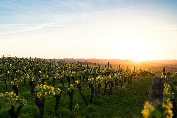 Quels gîtes en Bourgogne proposent des ateliers de fabrication de pain et des visites de vignobles?